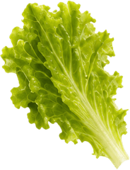 Xà lách, rau
