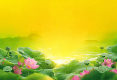 Hoa sen, lotus 23