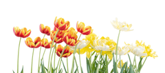 Hoa, hoa tulip 3