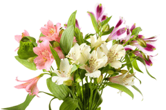 Hoa, flower 41