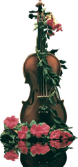 Đàn violin, hoa