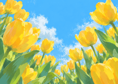 Hoa tulip vàng, tulip