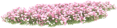 Hoa, vườn hoa 3