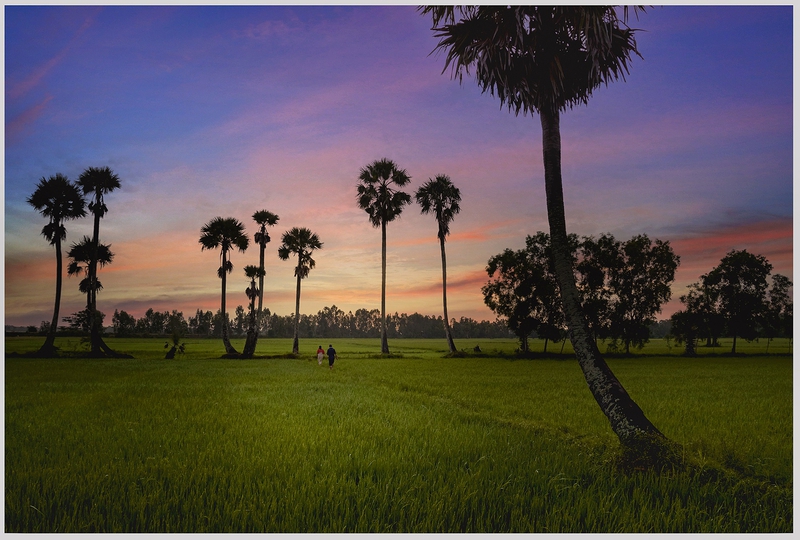 An Giang, Châu Đốc, dừa nước, thốt nốt, bầu trời, Việt Nam (3)