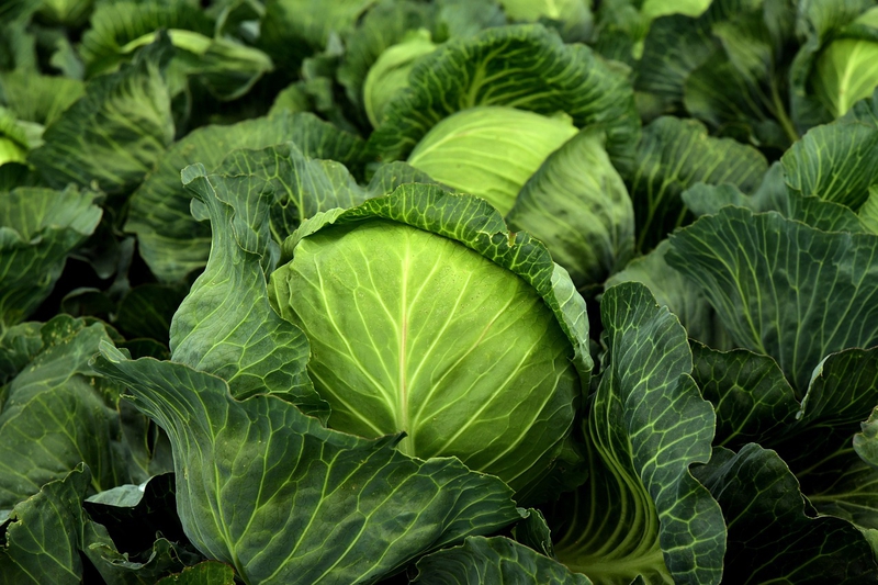 Bắp cải, cải, rau củ, cabbage - ulleo