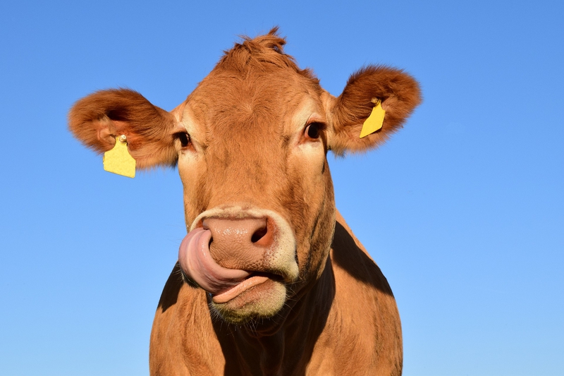 Bò, con bò, cow - ulleo