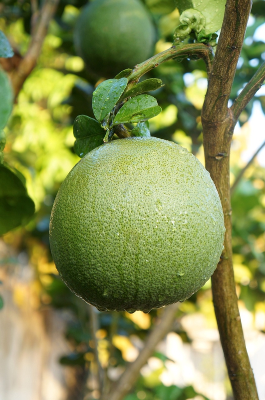 Bưởi, trái bưởi, trái cây, Việt Nam