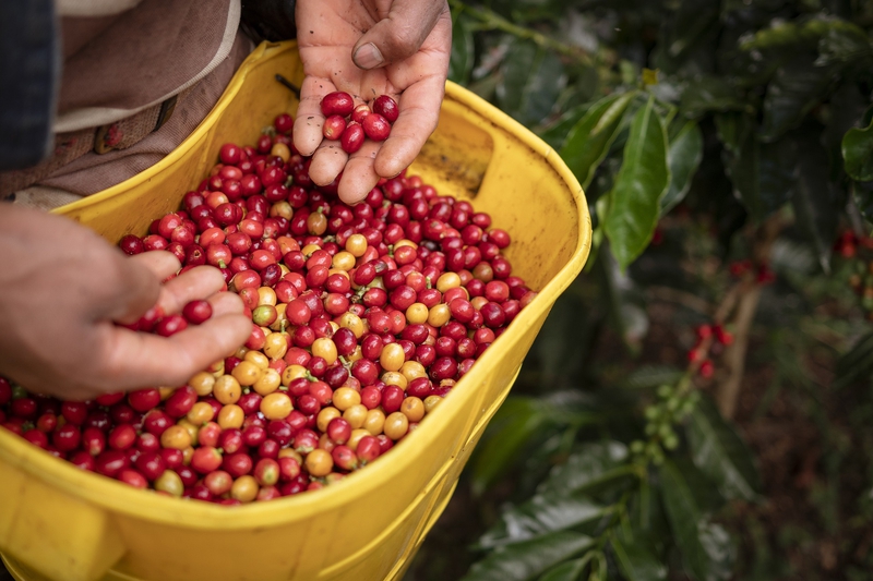 Cà phê, coffee, hạt cà phê - HunterProducciones