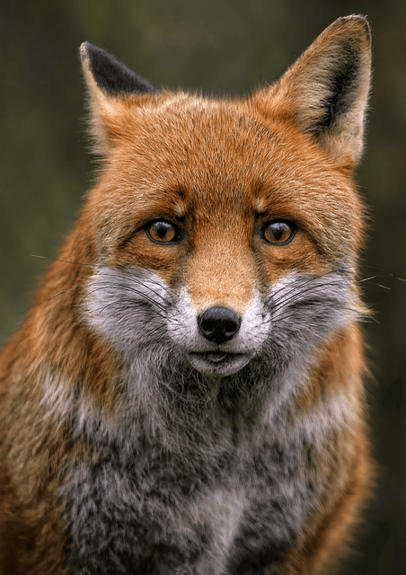 Cáo, con cáo, fox - ambquinn