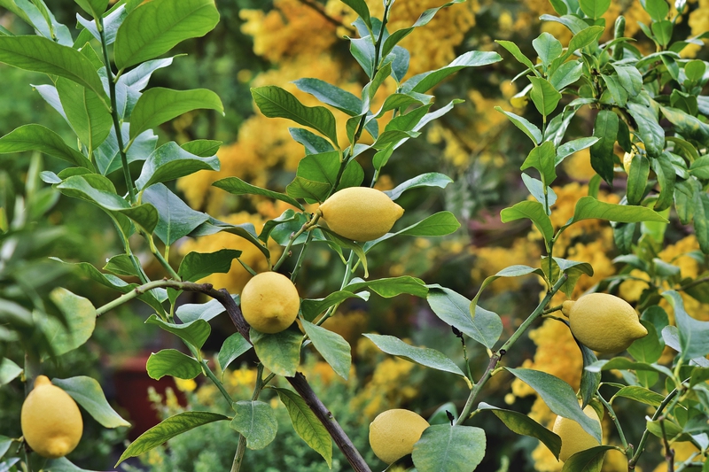 Chanh, chanh vàng, quả cahnh, trái cây, lemon - Ralphs_Fotos