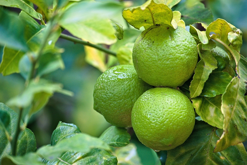 Chanh, quả chanh, lime - dexmac