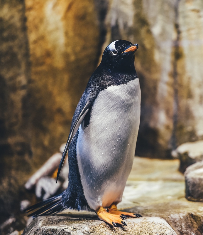 Chim, chim cánh cụt, penguin, bird 2