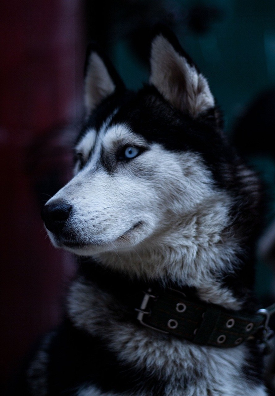 Chó, cún, dog, husky