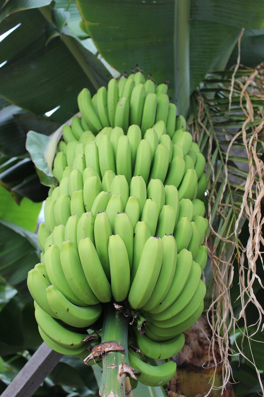 Chuối, trái cây, trái chuối, quả chuối, buồng chuối, banana - Kickensberger
