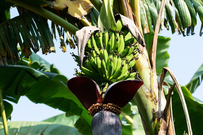 Chuối, trái cây, trái chuối, quả chuối, buồng chuối, bắp chuối, banana -  balouriarajesh