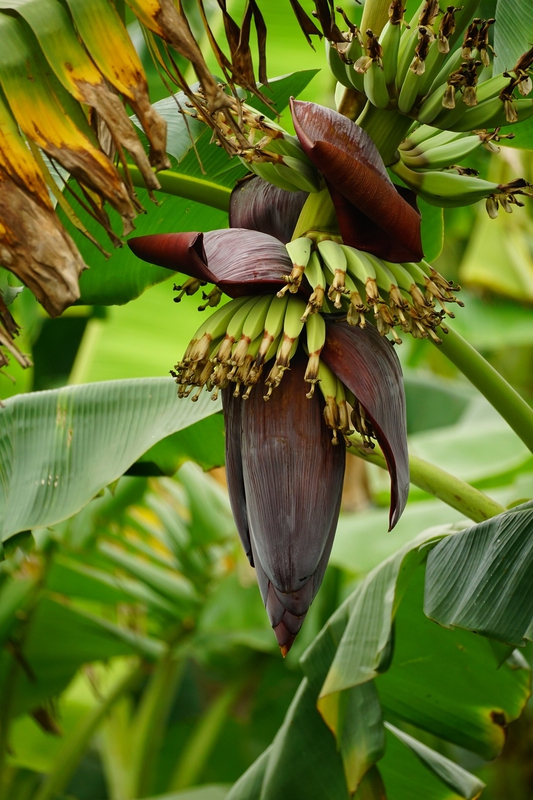 Chuối, trái cây, trái chuối, quả chuối, buồng chuối, bắp chuối, banana -  leducduy