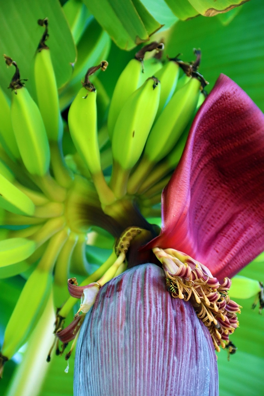Chuối, trái cây, trái chuối, quả chuối, buồng chuối, bắp chuối, banana -  MarkMurphy