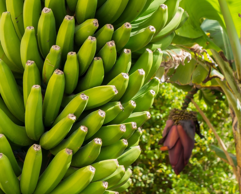 Chuối, trái cây, trái chuối, quả chuối, buồng chuối, bắp chuối, banana - Pevalo