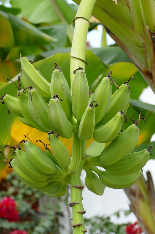 Chuối, trái chuối, buồng chuối, banana - MrsBrown