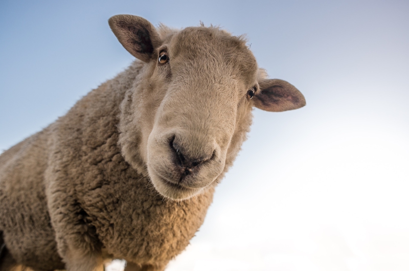 Con cừu, cừu, sheep - Skitterphoto