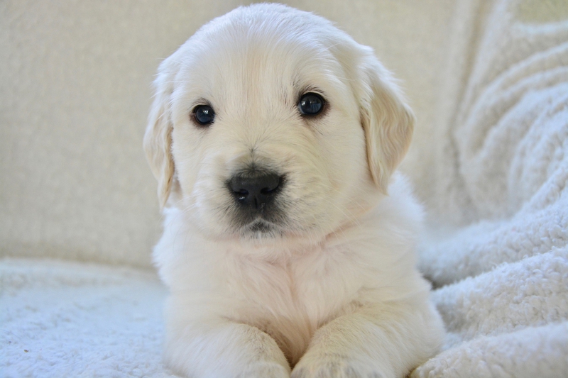 Cún, chó, chó con, dog, puppy, dog, chó trắng, golden - JACLOU-DL (1)