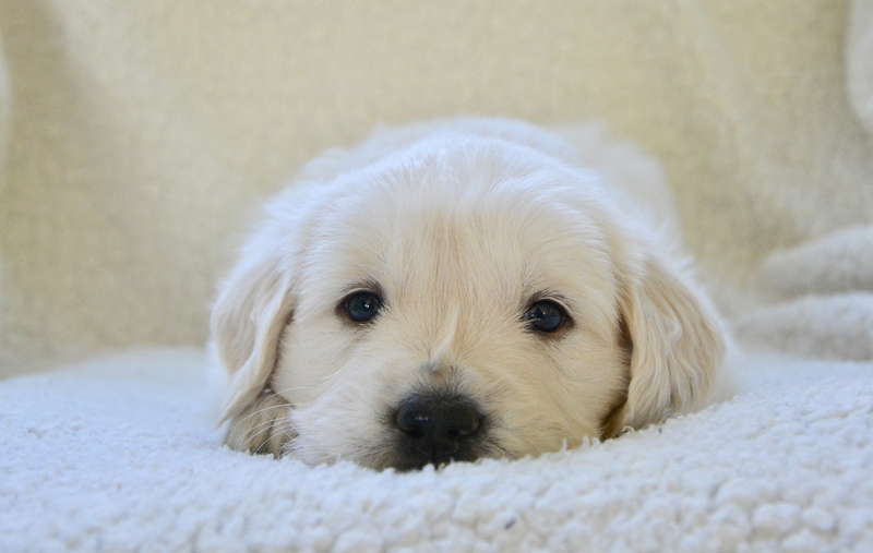 Cún, chó, chó con, dog, puppy, dog, chó trắng, golden - JACLOU-DL (3)