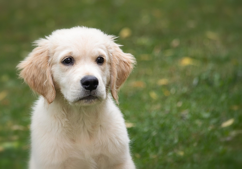 Cún, chó, chó con, dog, puppy, dog, chó trắng, golden - minka2507
