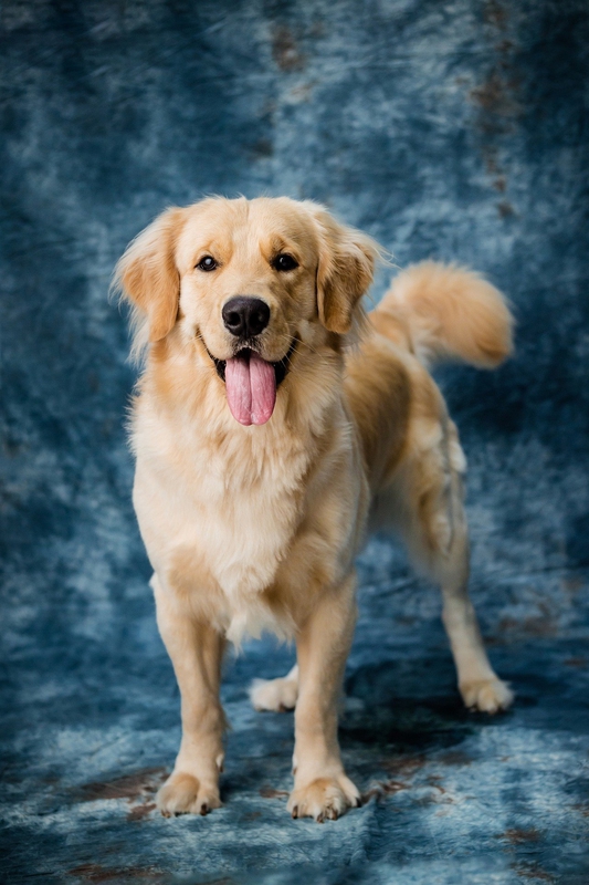 Cún, chó, chó con, dog, puppy, dog, chó vàng, golden - petfoto