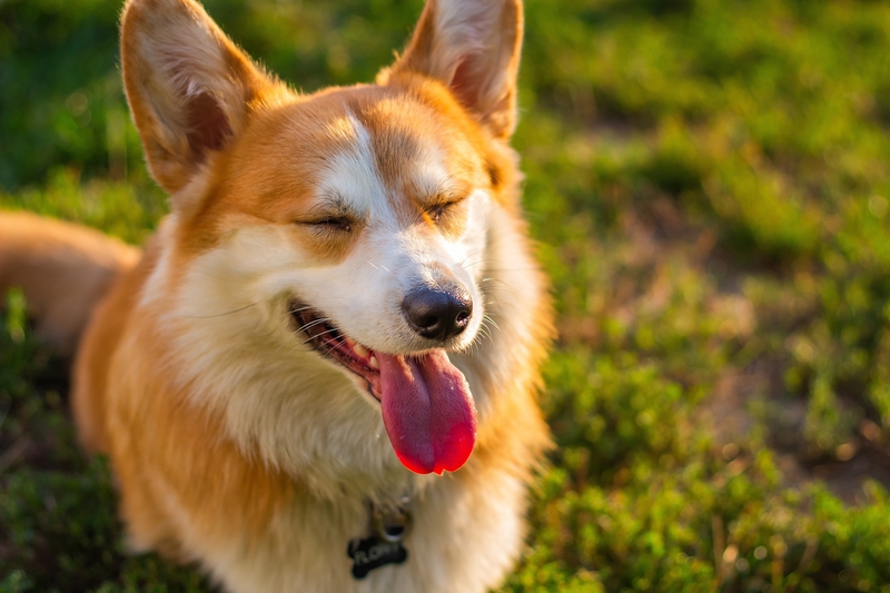Cún, chó, chó con, dog, puppy, dog, corgi - MolnarSzabolcsErdely (3)