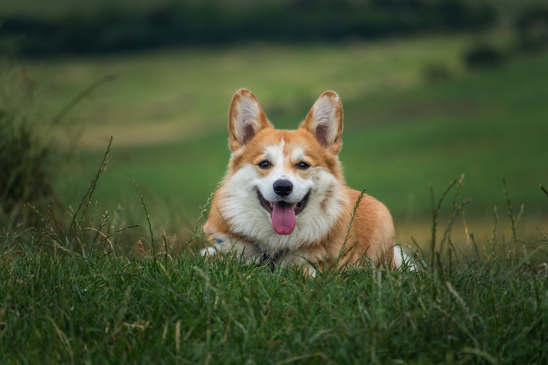 Cún, chó, chó con, dog, puppy, dog, corgi - MolnarSzabolcsErdely (5)