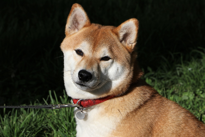Cún, chó, dog, shiba inu, shiba, chó Nhật - GoranH