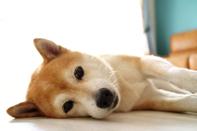 Cún, chó, dog, shiba inu, shiba, chó Nhật - Super_Creator
