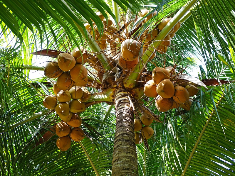 Dừa, dừa tươi, coconut - cegoh