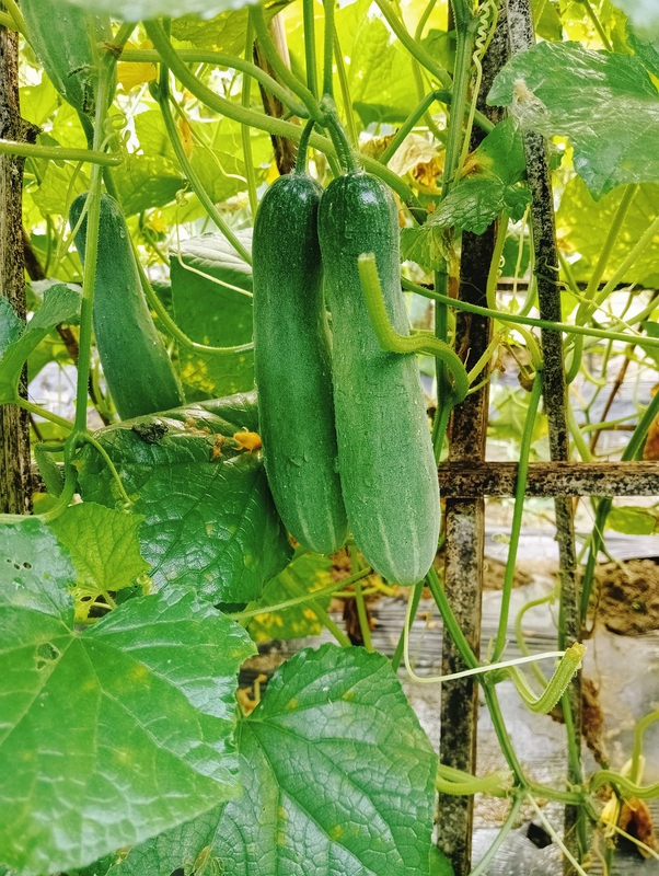 Dưa leo, dưa chuột, rau củ, cucumber - Nhietma99