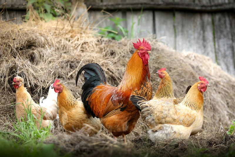 Gà, gà trống, gà mái, con gà, chicken - klimkin
