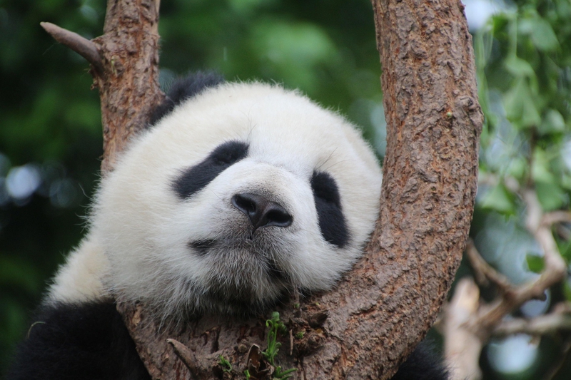 Gấu, panda, bear, gấu trúc - Cimberley
