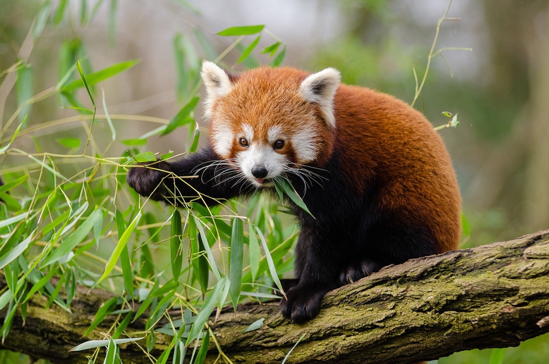 Gấu trúc đỏ, gấu, bear, panda, dễ thương - Pexels (2)