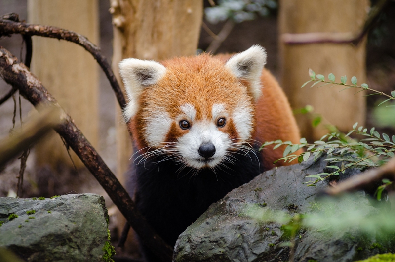 Gấu trúc đỏ, gấu, bear, panda, dễ thương - Pexels (3)