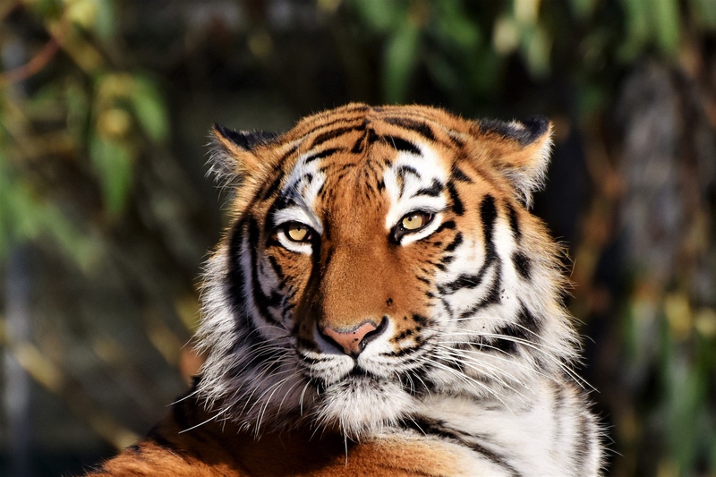 Hổ, con hổ, tiger - Ralphs_Fotos