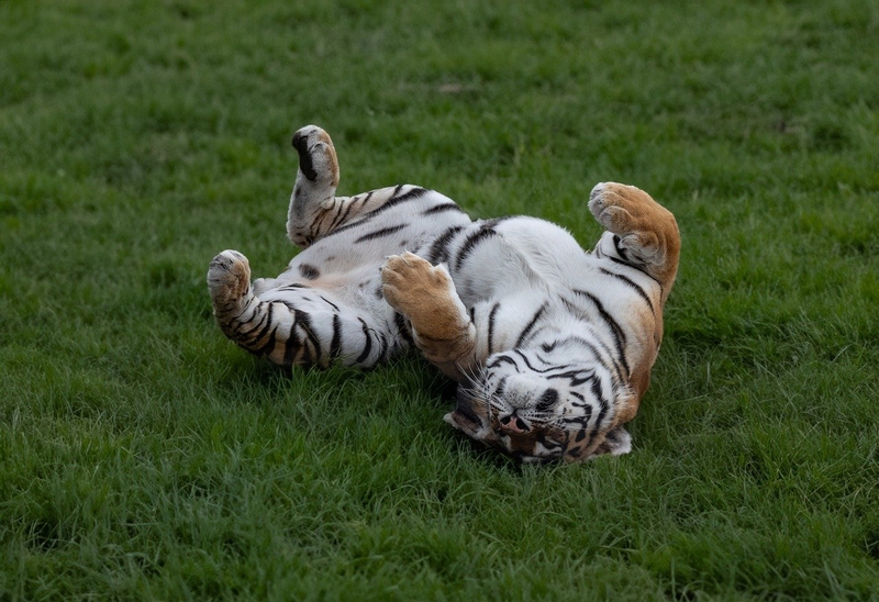 Hổ, con hổ, tiger - TheOtherKev