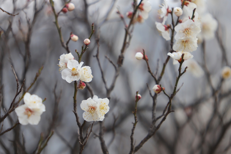 Hoa anh đào, hoa đào, hoa, flower, cherry blossom - HeungSoon