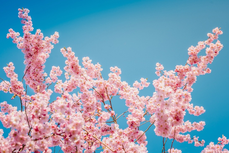 Hoa anh đào, hoa đào, hoa, flower, cherry blossom - ingaklas