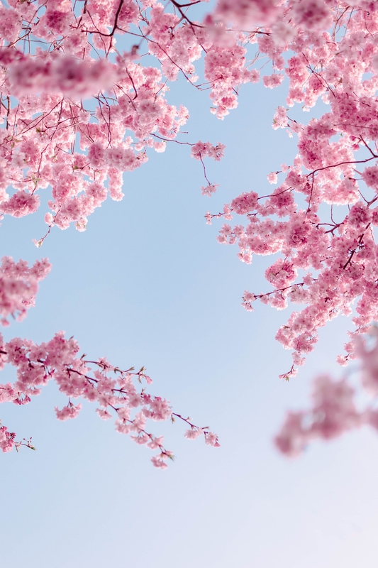 Hoa anh đào, hoa đào, hoa, flower, cherry blossom - ValeriaLu
