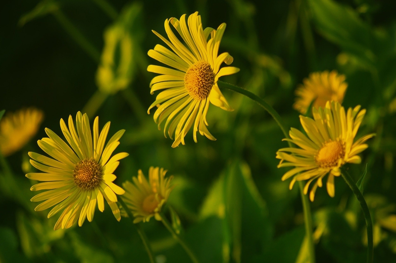 Hoa, flower, hoa hướng dương, hướng dương, sunflower - RuslanSikunov