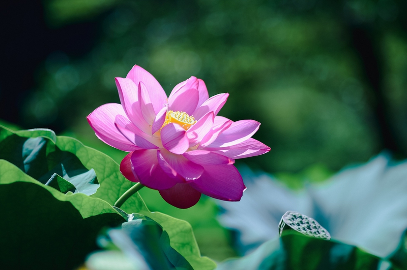 Hoa, flower, hoa sen, sen, sen hồng, lotus - shell_ghostcage (6)