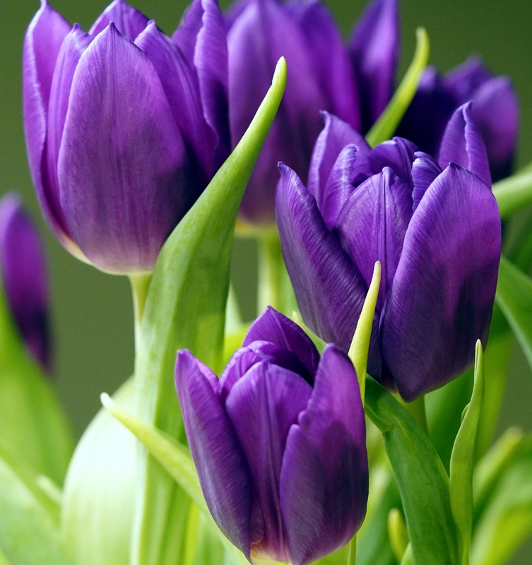 Hoa, flower, hoa tulip, tulip, tulip tím - matthiasboeckel