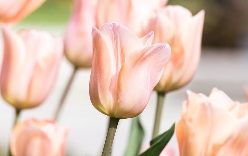 Hoa, flower, hoa tulip, tuplip, tulip hồng - minka2507