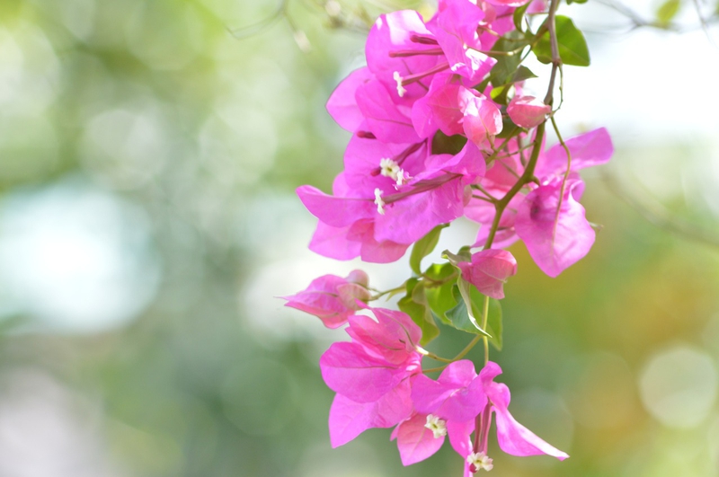 Hoa giấy, hoa, flower, Việt Nam - liavek