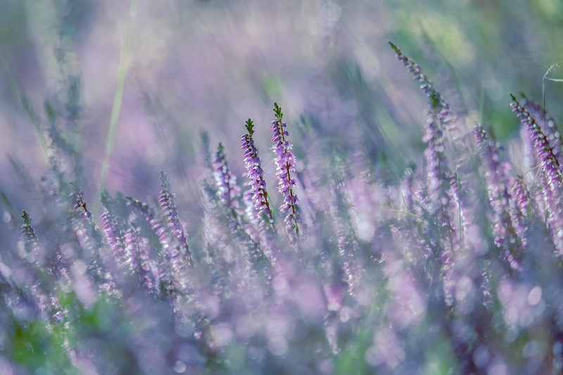 Hoa, hoa lavender, lavender, flower - shell_ghostcage