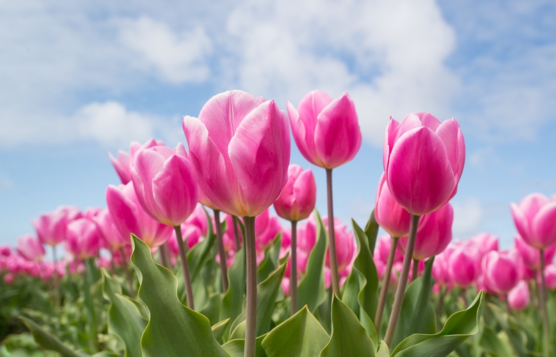 Hoa, hoa tulip, tulip, hoa tulip hồng, flower - Skitterphoto